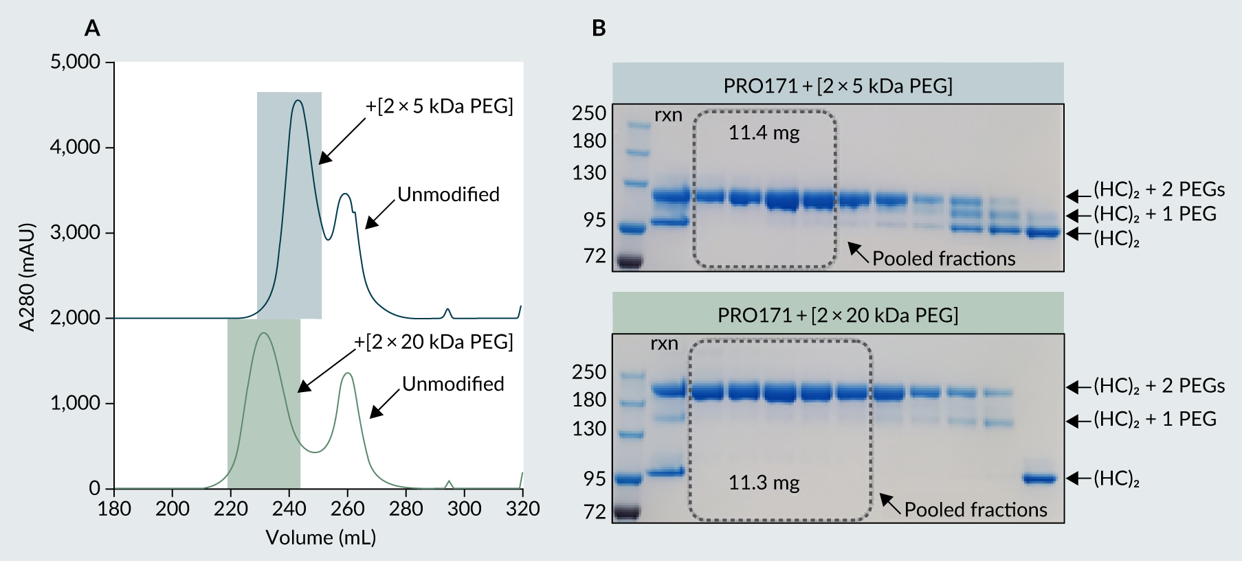 Purification of PRO171 + [2 × 5 kDa PEG] and PRO171 + [2 × 20 kDa PEG].